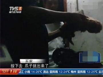 屠宰最新爆料视频,屠宰场内幕惊人曝光！  第1张